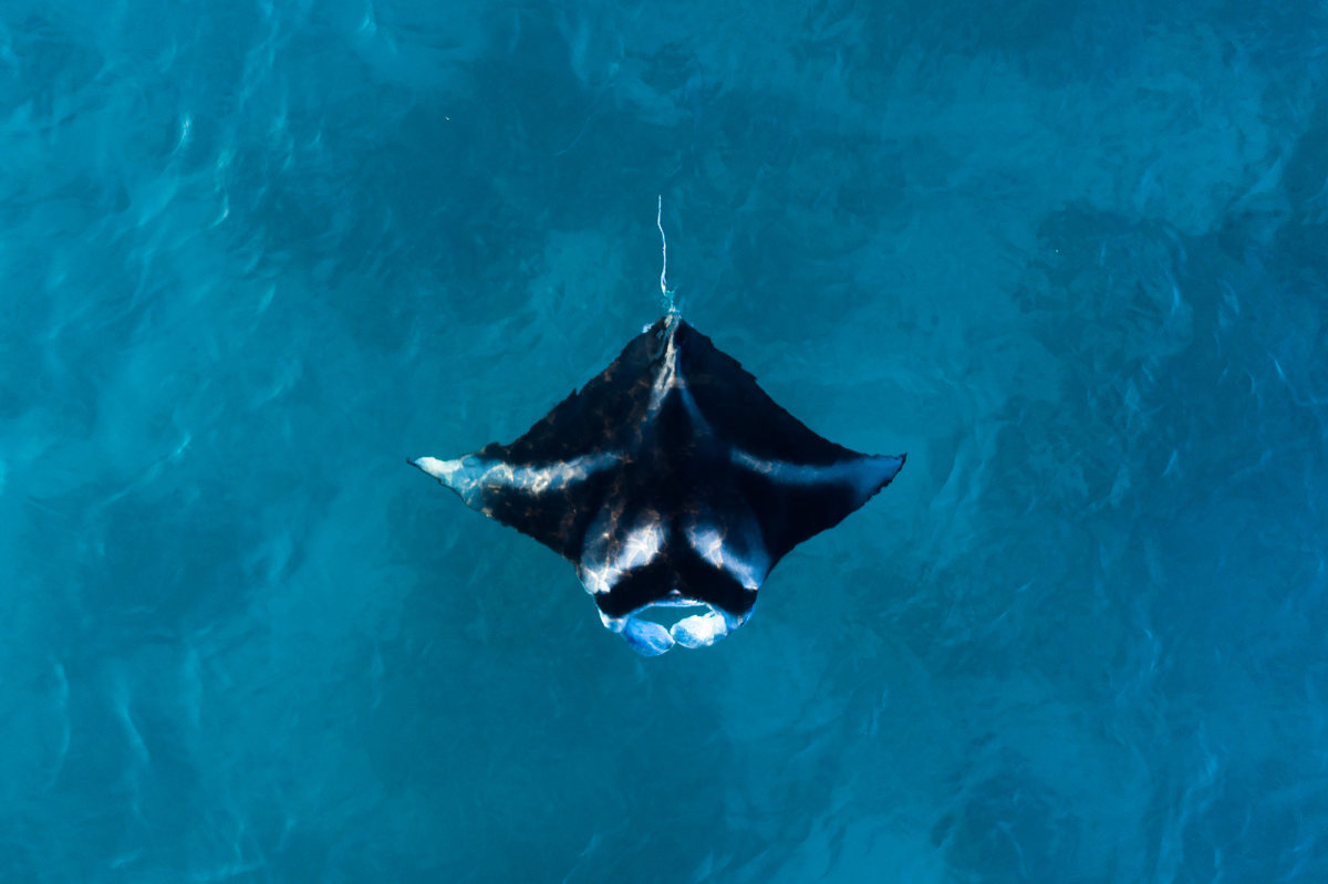 manta