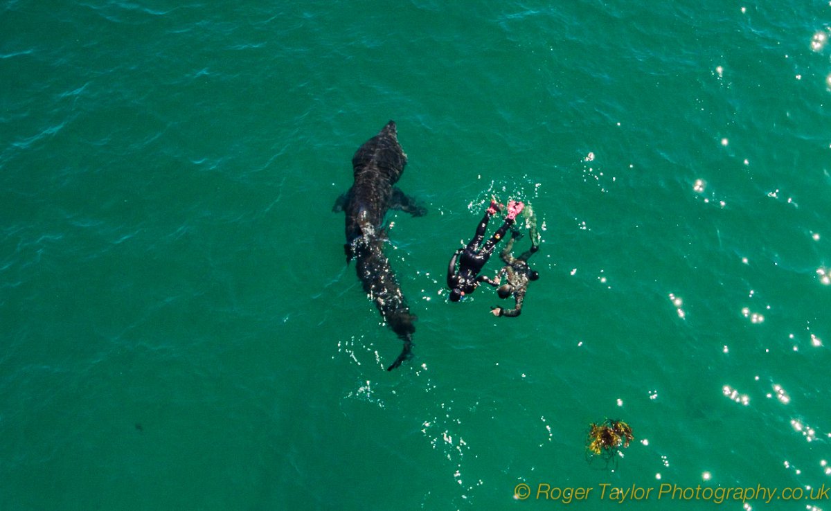 basking shark study