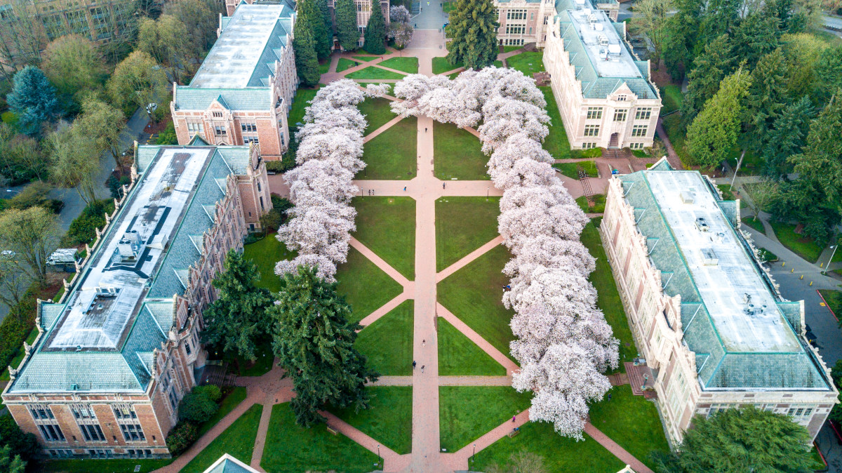 uw quad cherry blossom 西雅图华盛顿大学樱花