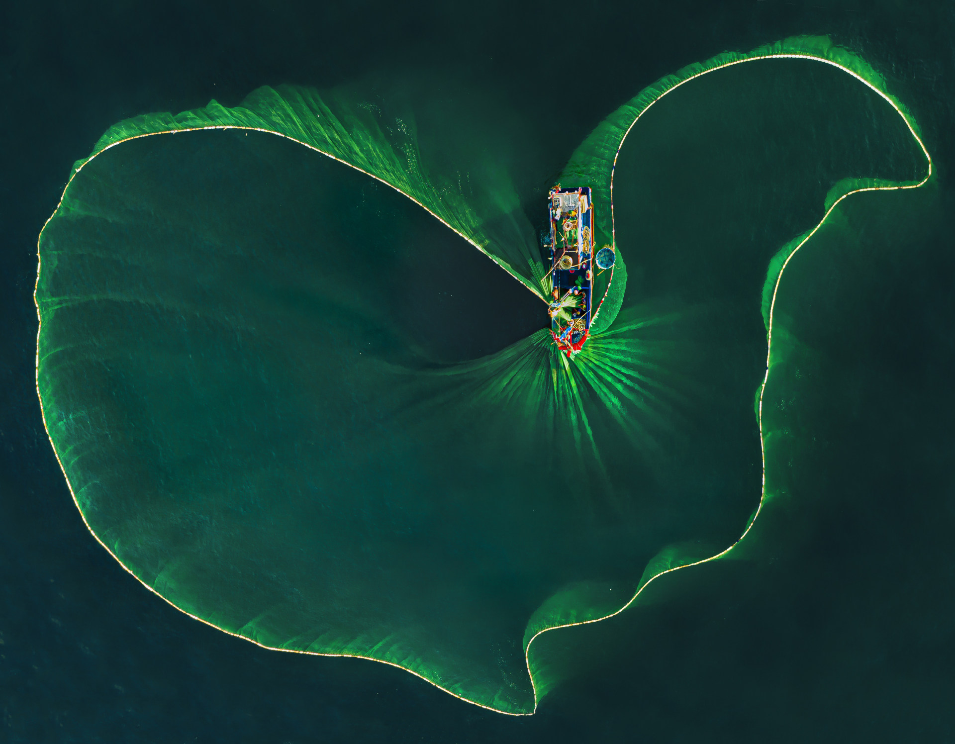 lotus leaf of the sea