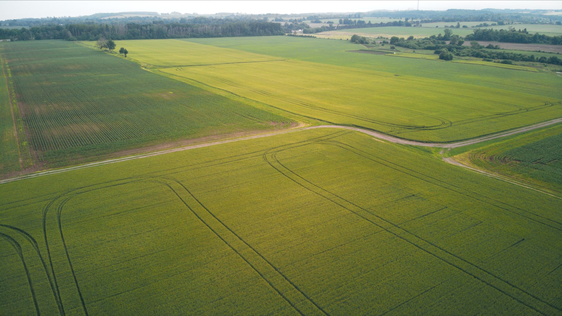 large wheat field