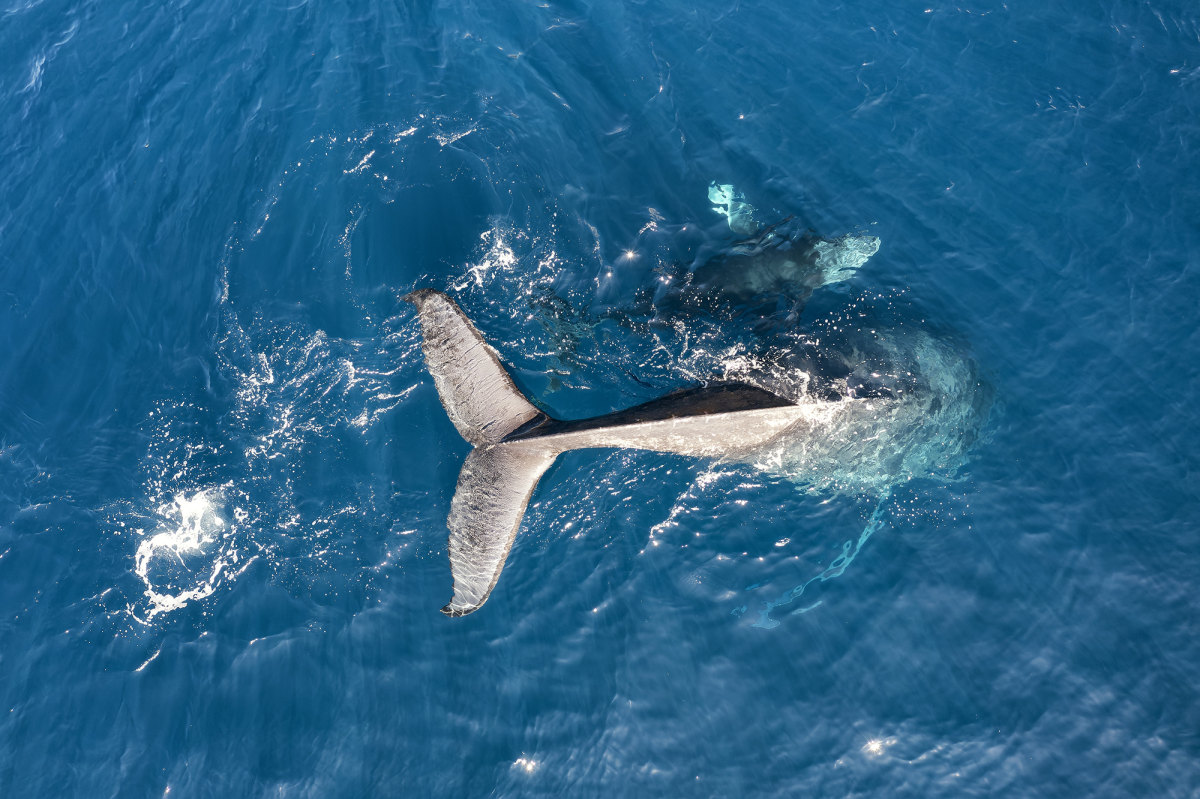 humpbackwhaletail