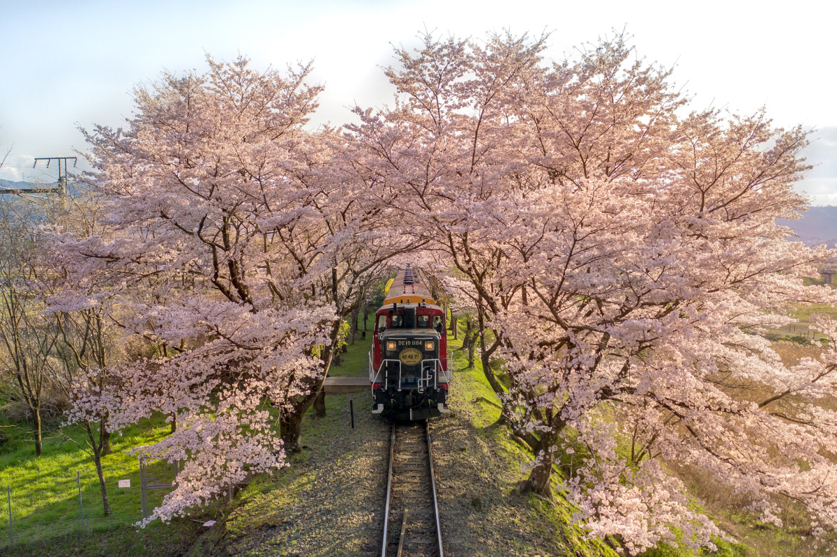 Kyoto Kameoka 桜トンネル トロッコ列車 By Sanato Ohnishi Skypixel