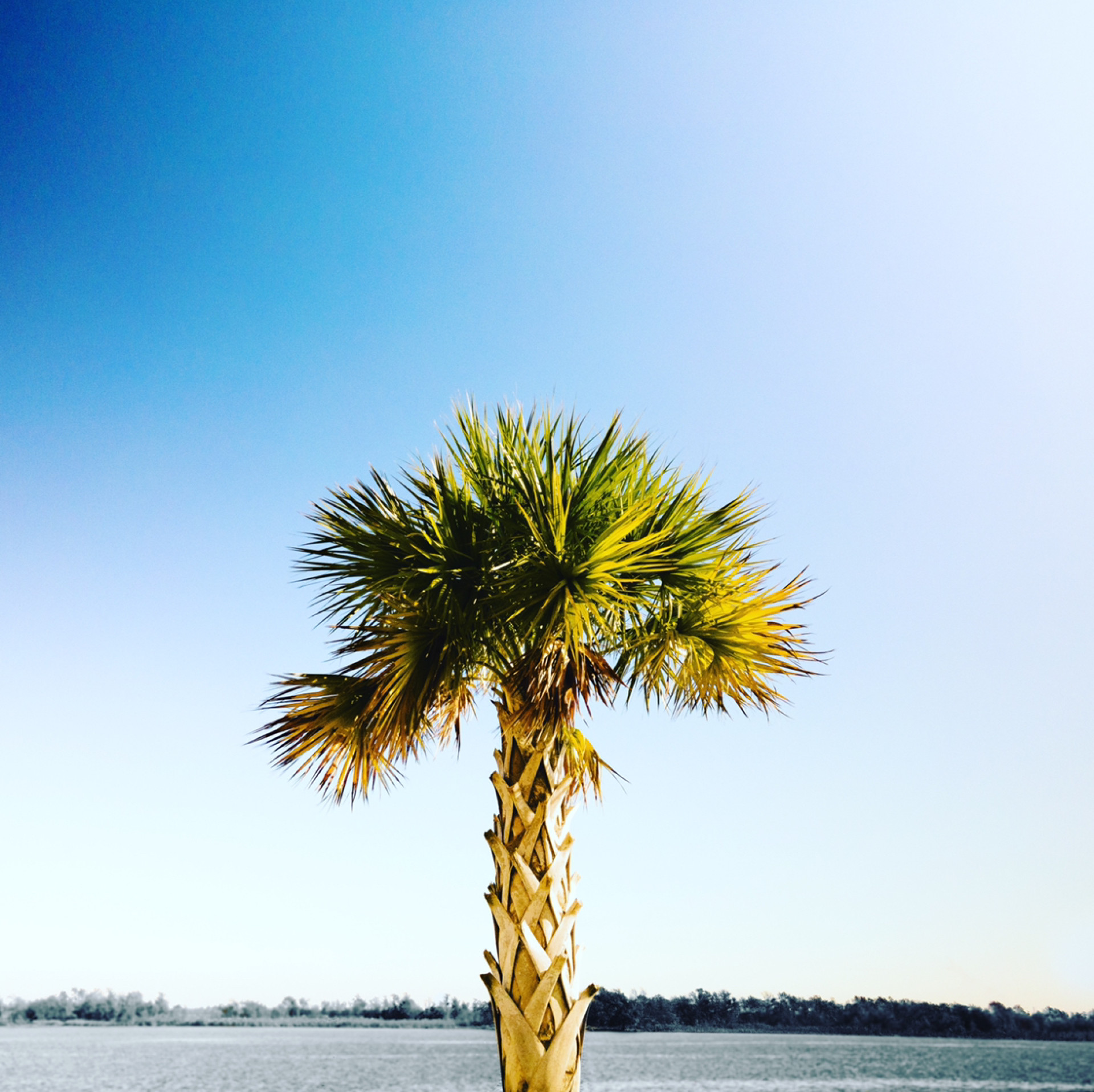 palm tree