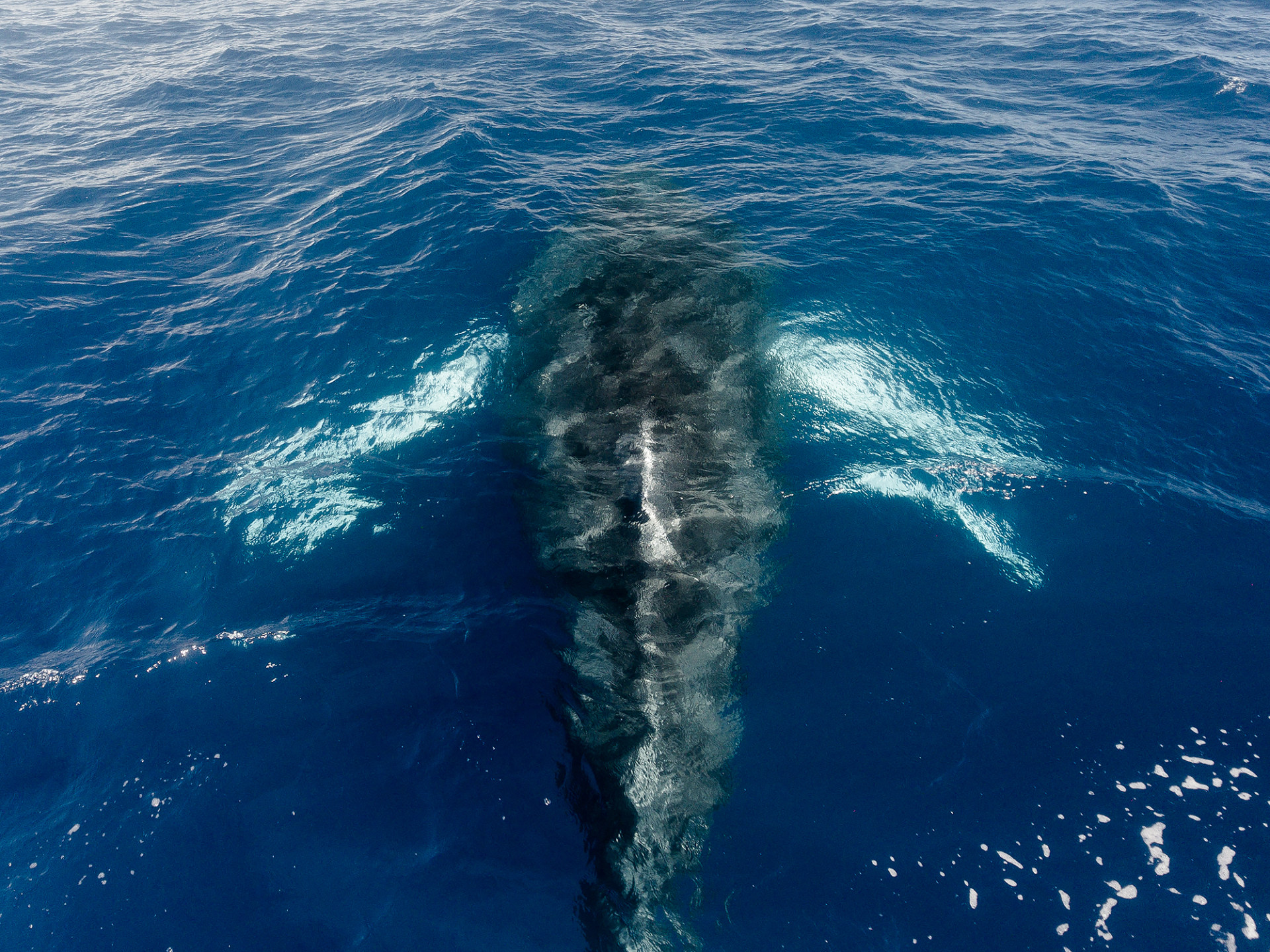 sky dreamer humpback whales