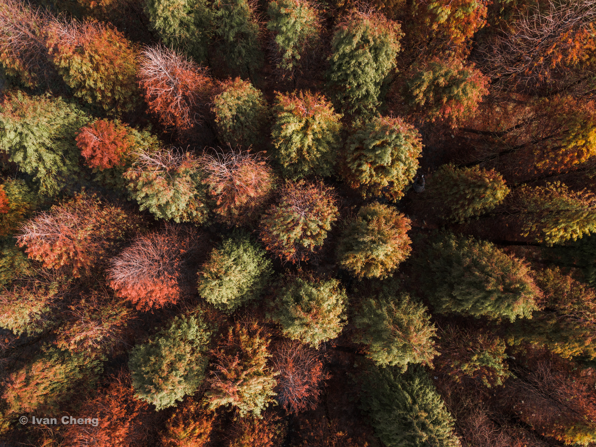 冬天的落羽杉林 deciduous cypress forest in the winter