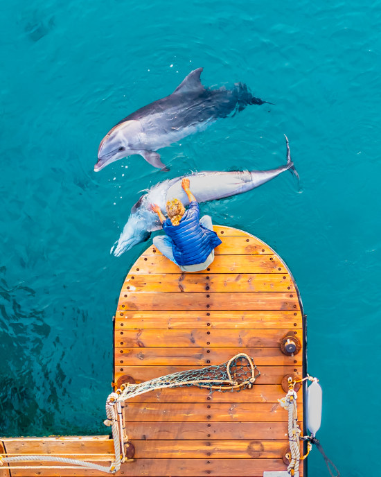 Dolphins Scrub 