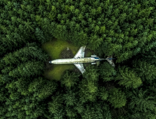 Plane in the Forest