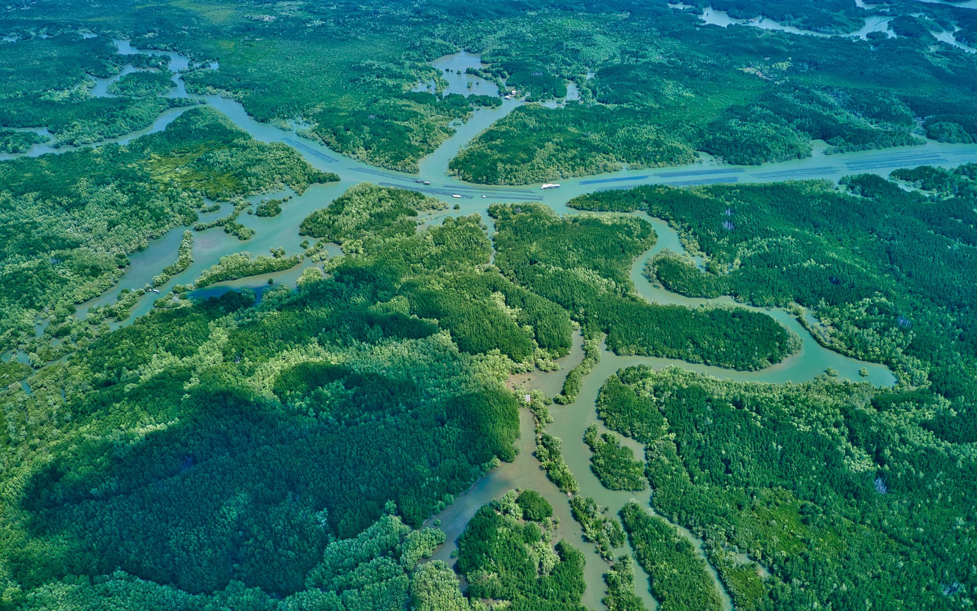 can gio mangrove forest vietnam