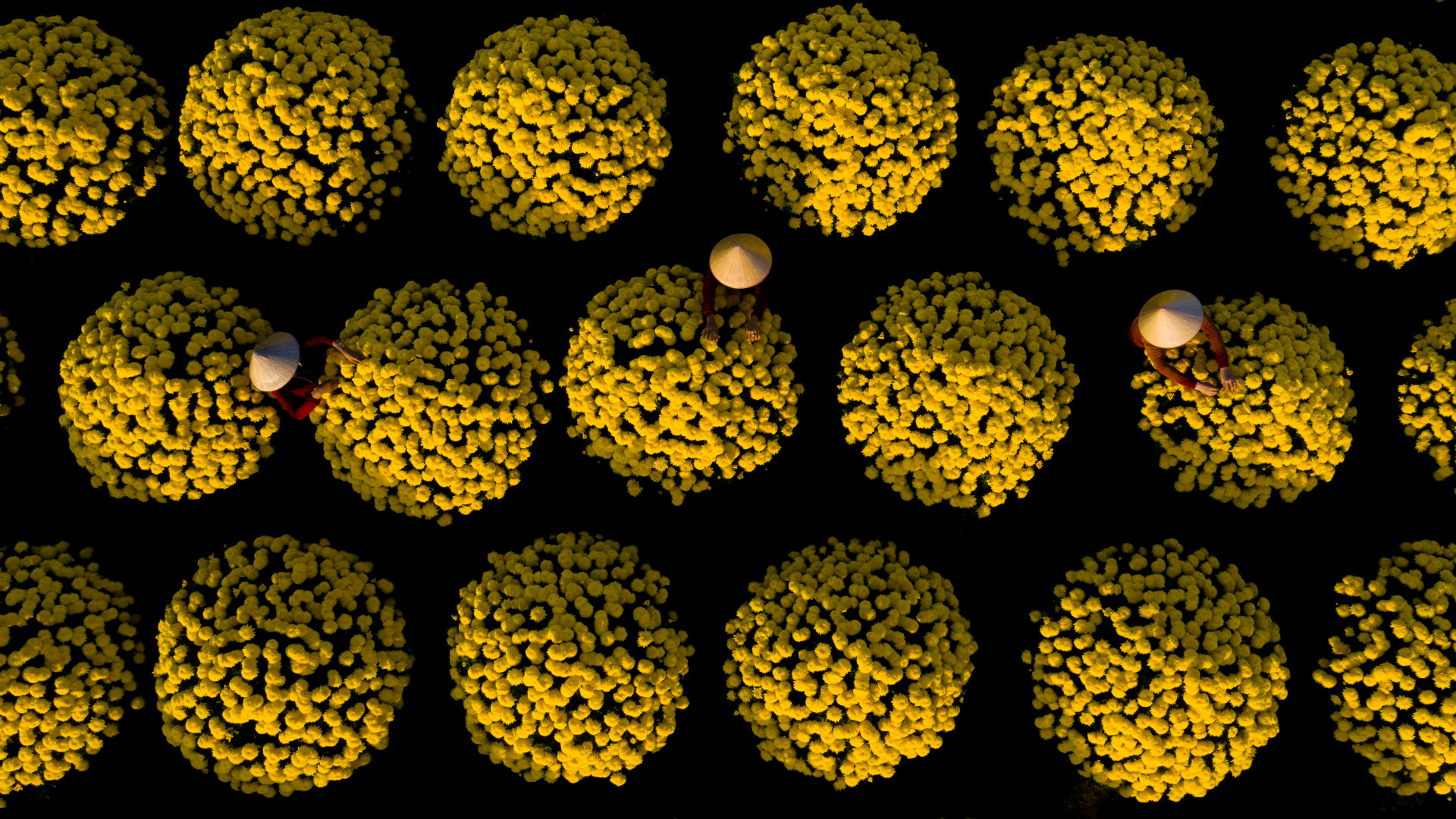 take care of the flower 来自 nguyen phuoc hoai | 天空之城