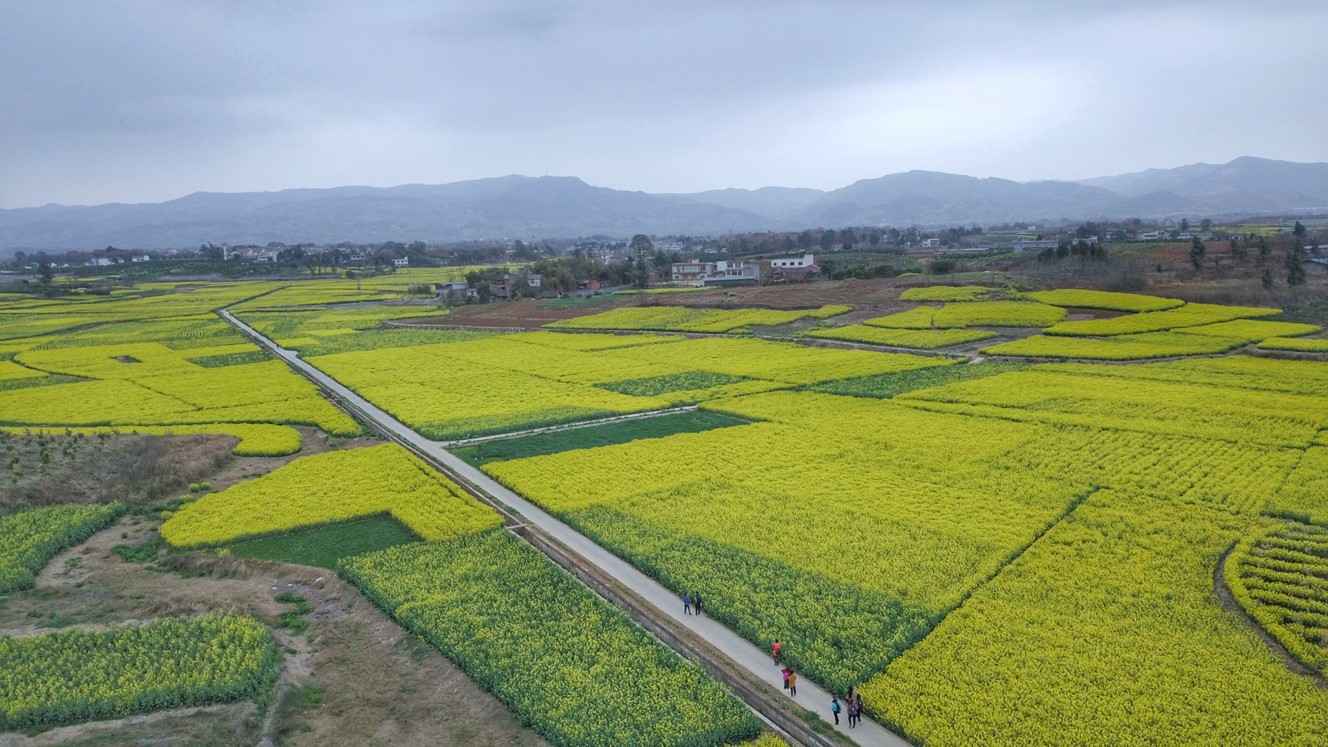 春回大地,春暖花开,大地充满生机,漫山遍野的油菜花儿
