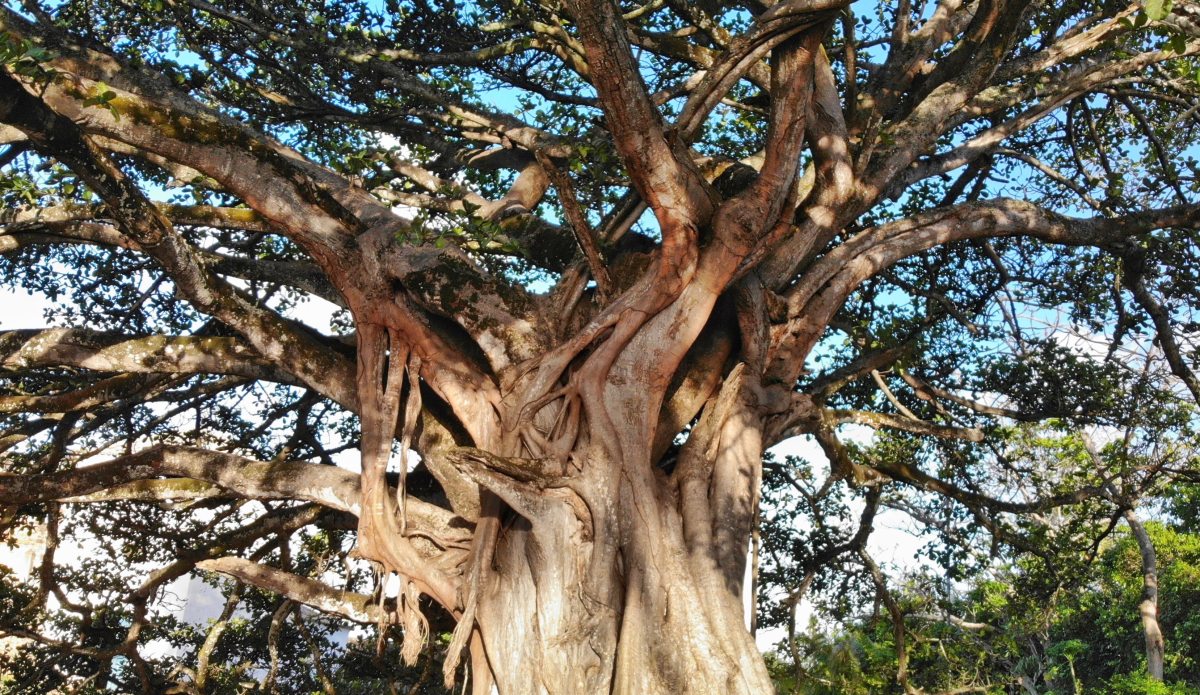 ancientbrazilianfigtree