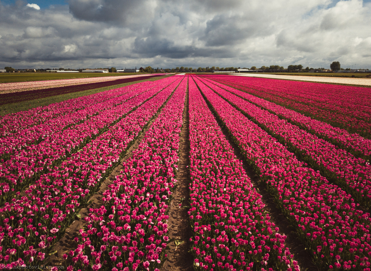 tulipsfieldsofkeukenhof