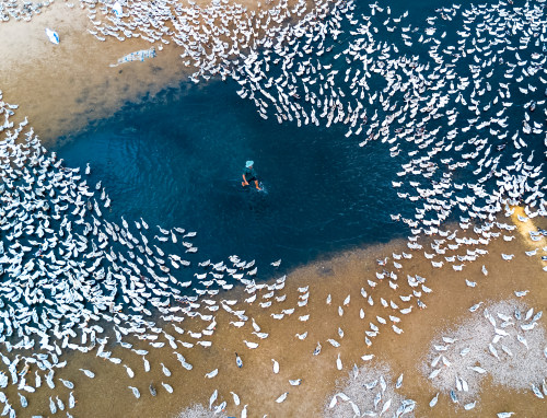 Raising Ducks