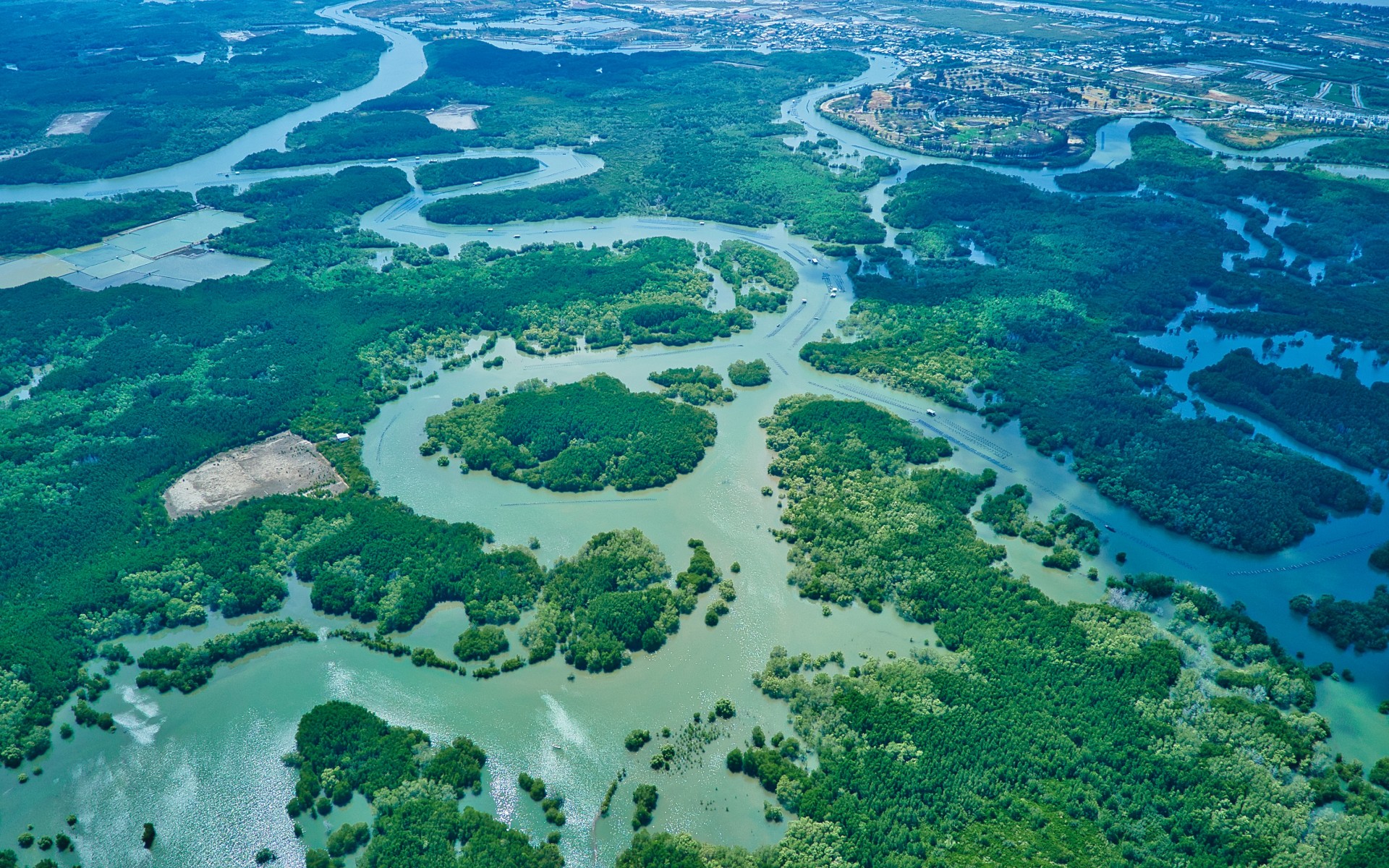 can gio mangrove forest