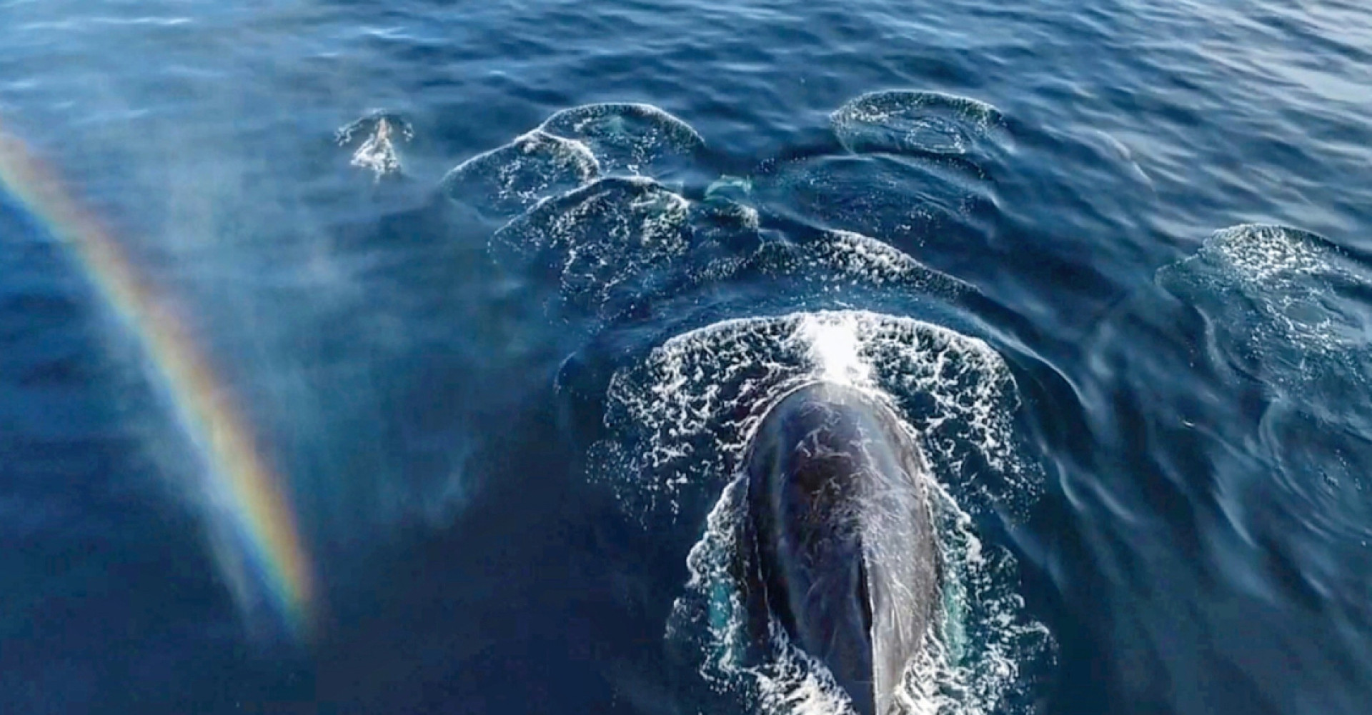 a humpback whale surfaces for air, while dozens of bottlenose