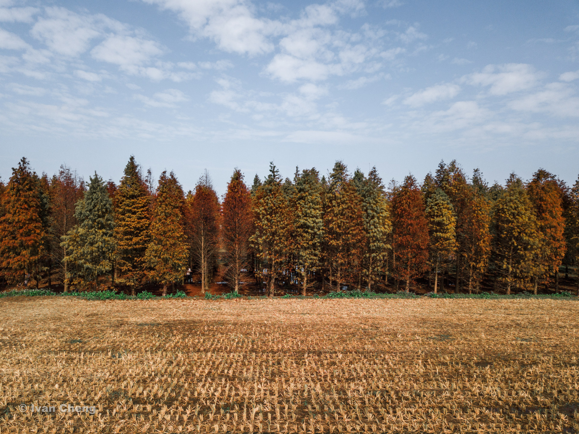 冬天的落羽杉林 deciduous cypress forest in the winter
