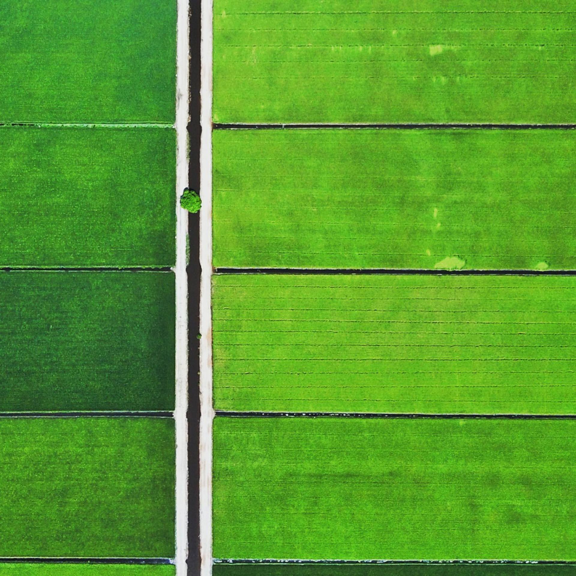 lush green paddy fields