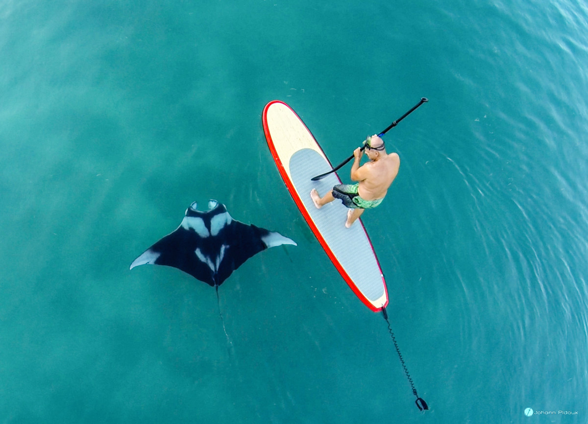 paddelboardwithmantaray