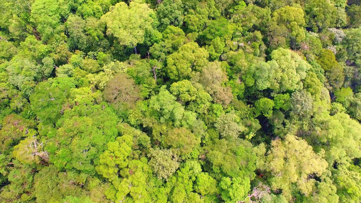 virgin tropical rainforest in borneo