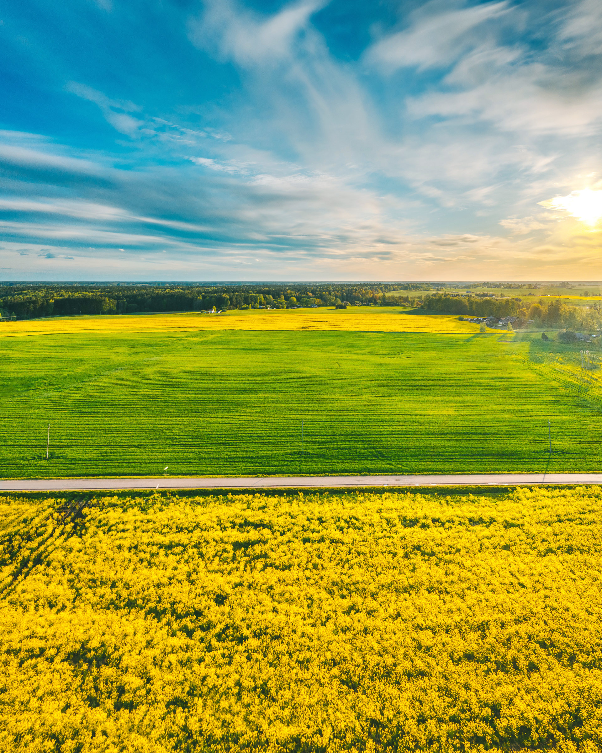 yellow fields | lithuania aerial