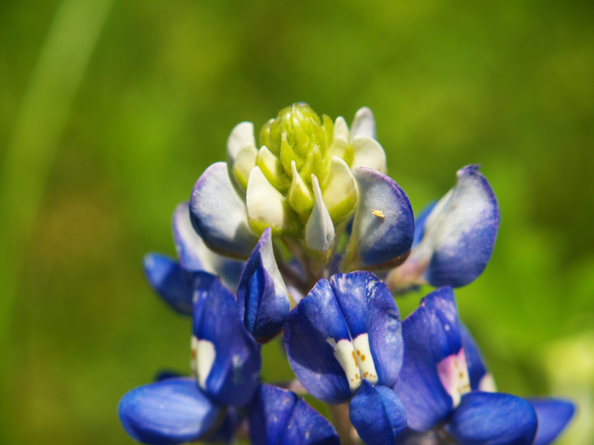 bluebonnets
