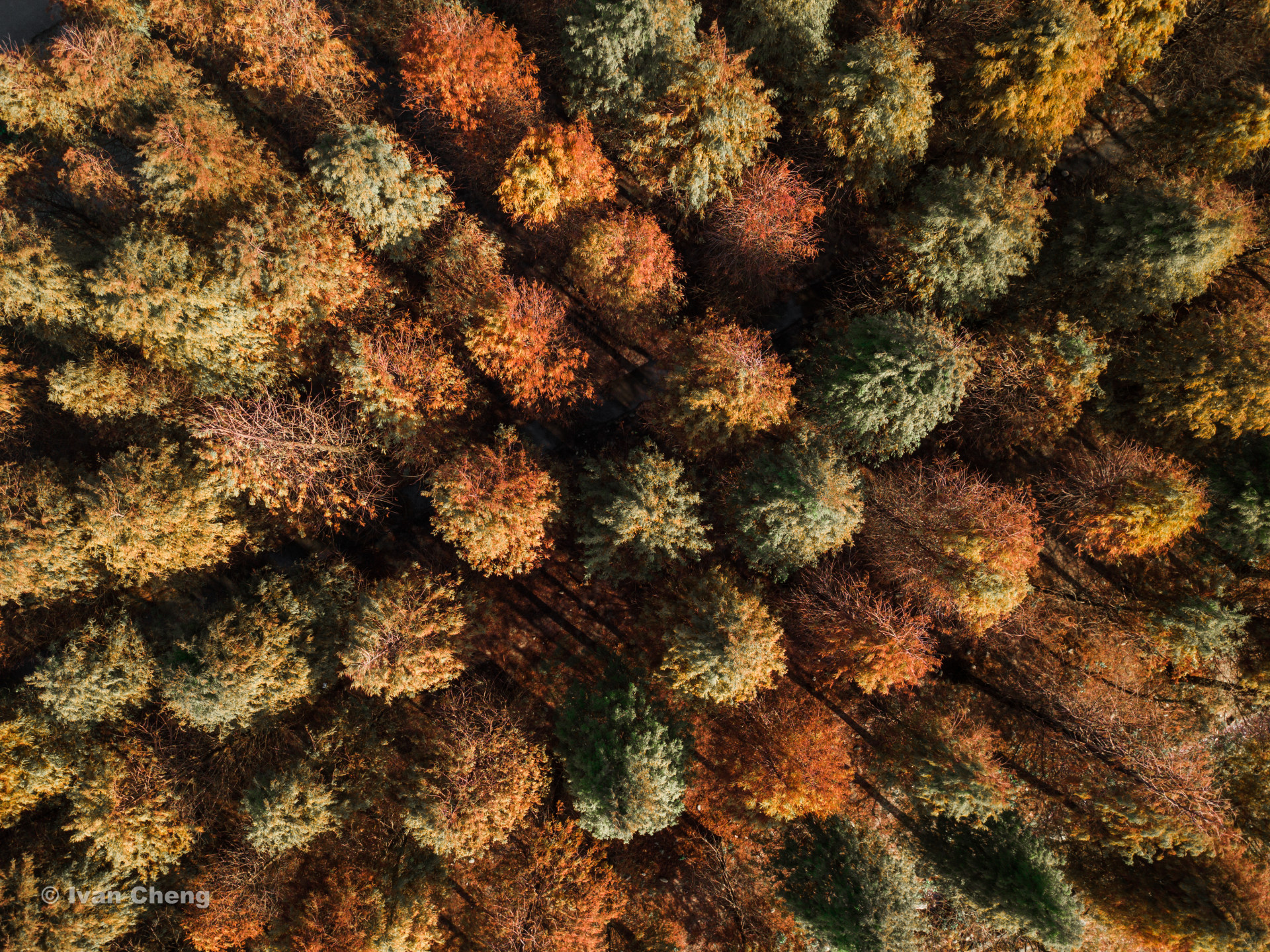 冬天的落羽杉林 deciduous cypress forest in the winter