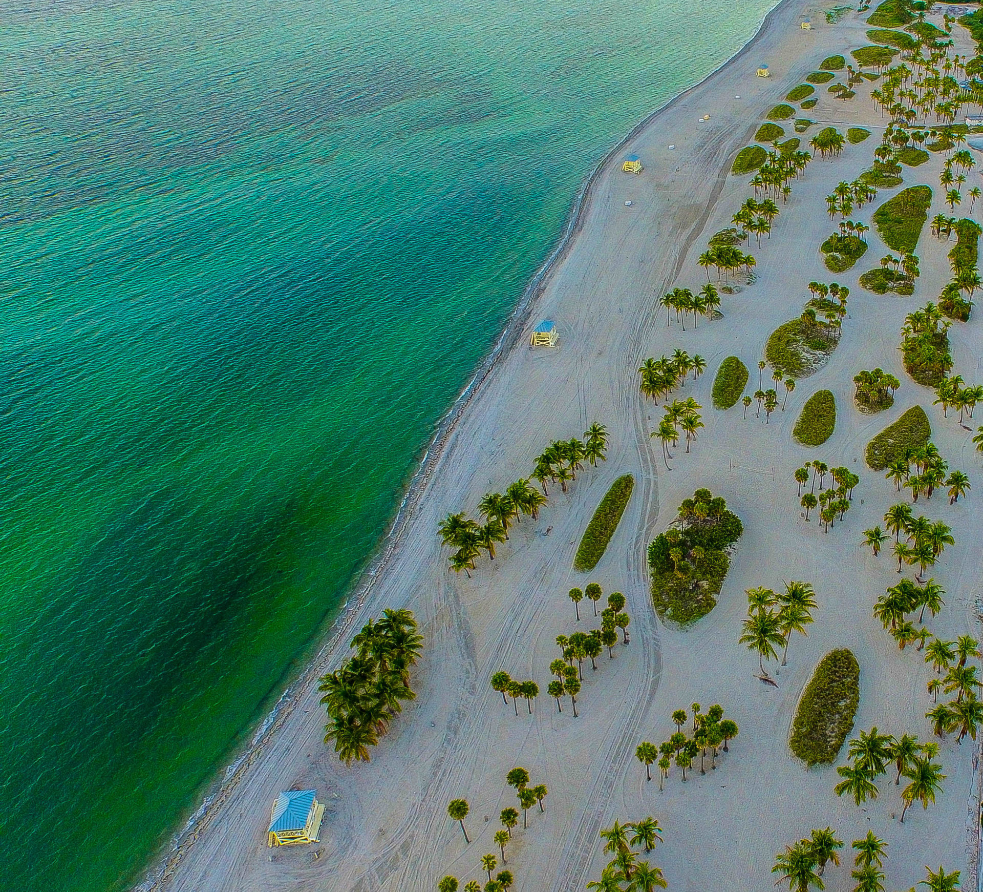 palm and sea abstract, key biscayne