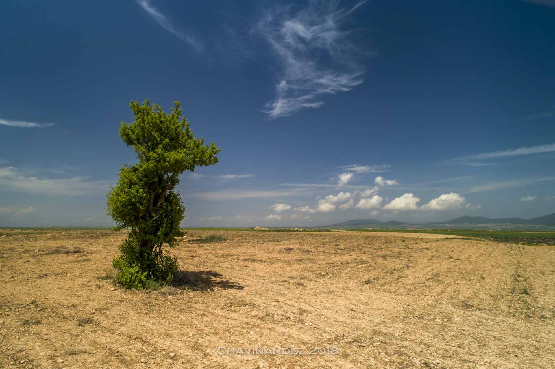 almond tree alone