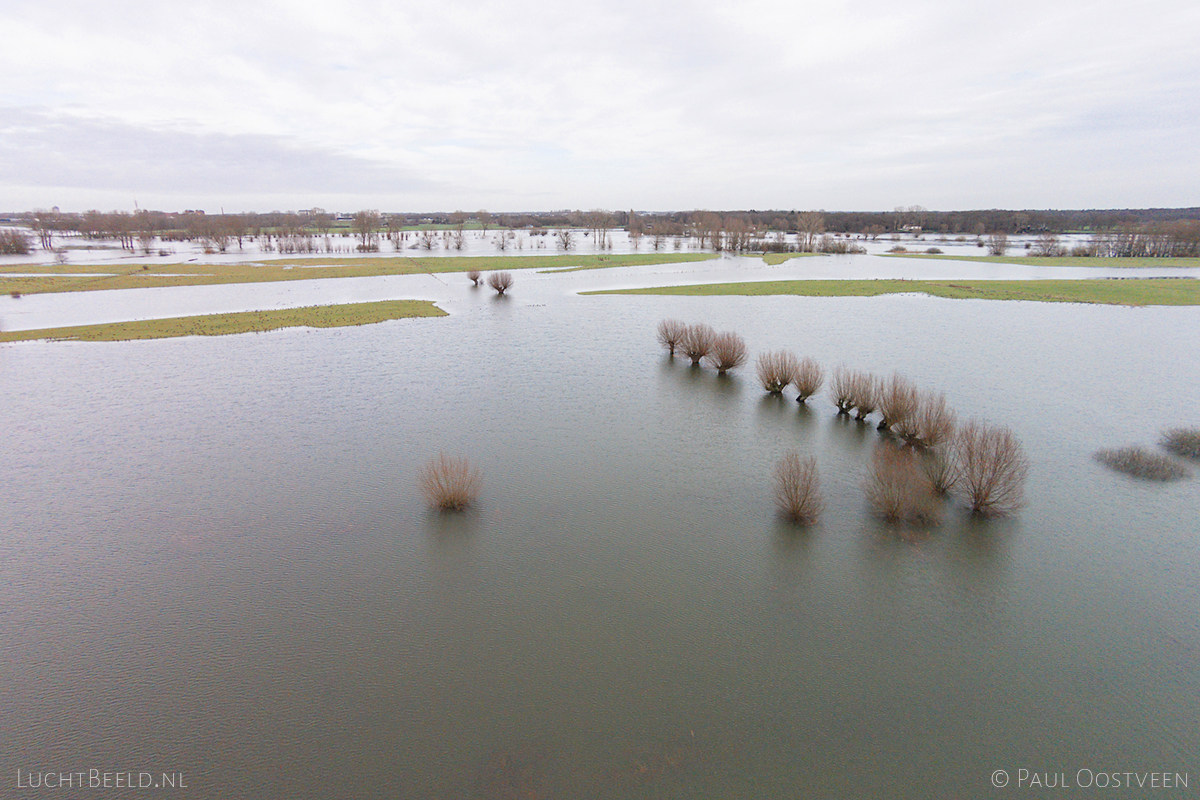 Trees in the water